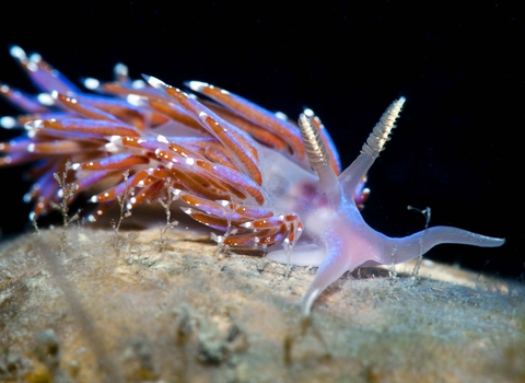 Nudibranch (sea slug)