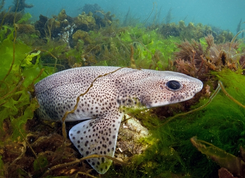 Small-spotted catshark