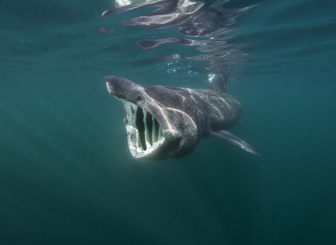 Basking shark