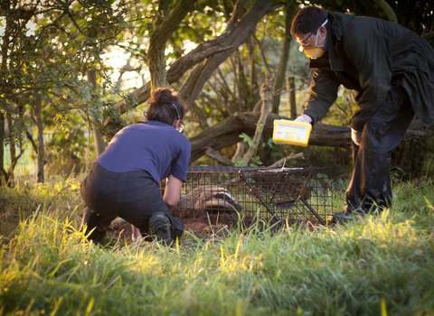 Badger Vaccination Tom Marshall 