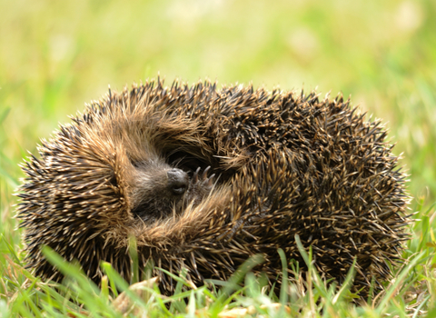 Hedgehog - Amy Lewis