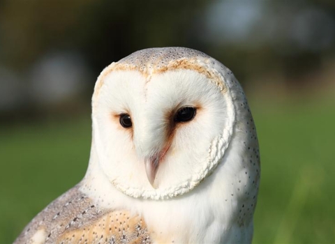 Barn Owl Steve Davis 