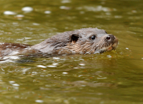 Otter - Amy Lewis 