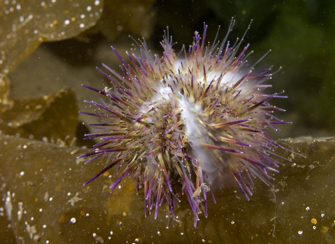 Green sea urchin