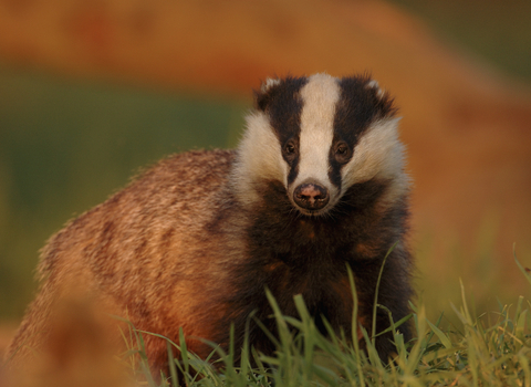 Badger Meles meles