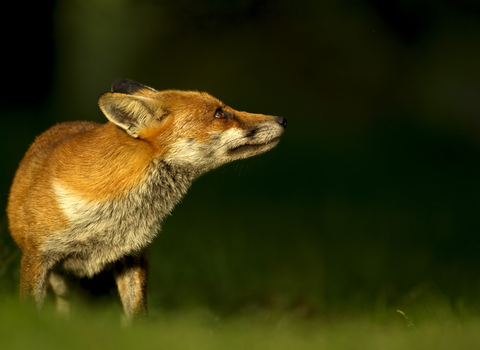 FOX - DANNY GREEN 
