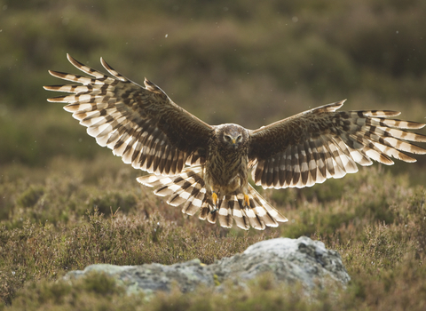 Hen Harrier - Mark Hamblin