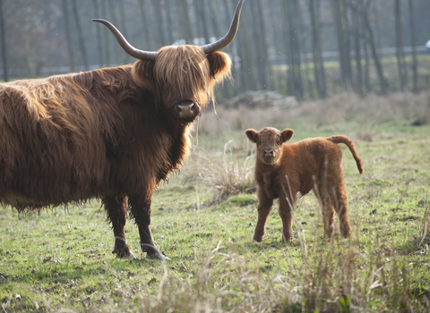 Highland Cattle - Paul Harris/2020VISION