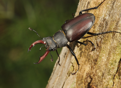 Stag Beetle Terry Whittaker/2020VISION