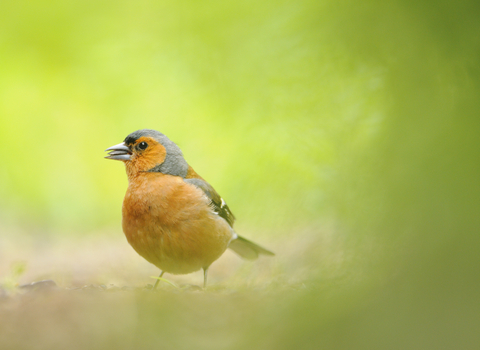 Identify garden birds | The Wildlife Trusts