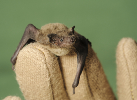 Nathusius' Pipistrelle Terry Whittaker