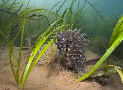 Long-snouted seahorse