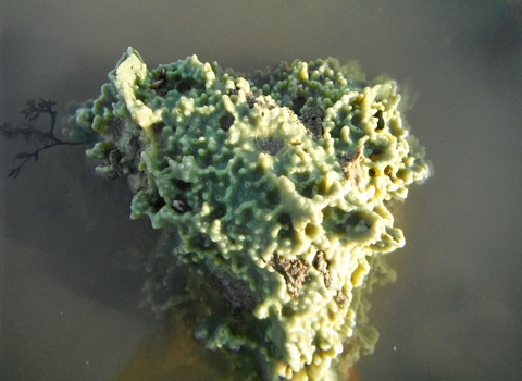 Breadcrumb sponge