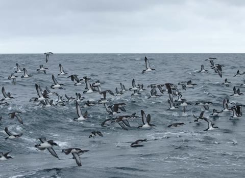 Manx shearwaters