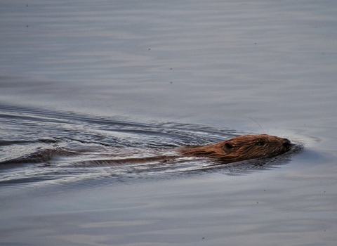 Where to see beavers | The Wildlife Trusts