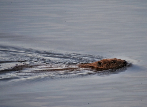 Beaver Loch of the Lowes (c) Joanna Lindsay