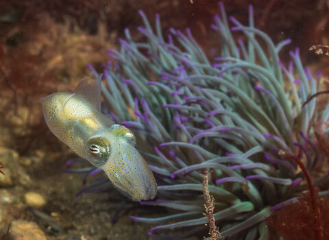 Little cuttlefish | The Wildlife Trusts