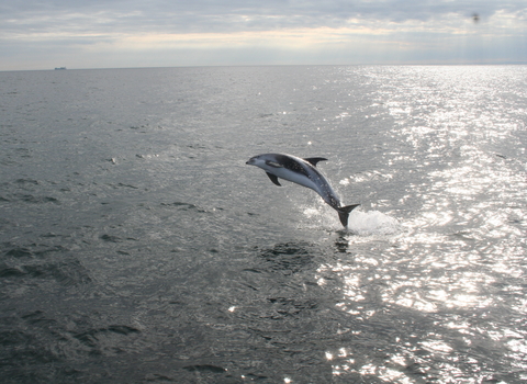 White-beaked dolphin