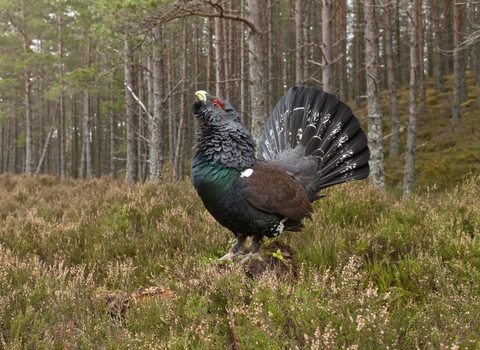 Capercaillie