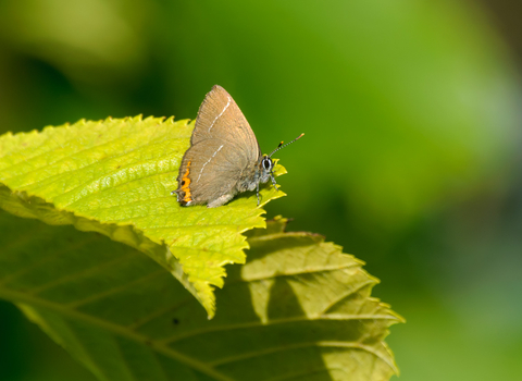 White-letter hairstreak butterfly