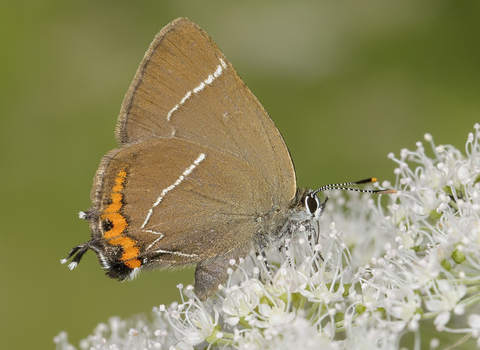 White-letter hairstreak butterfly
