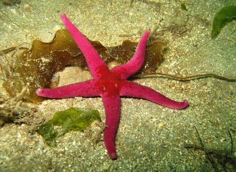 Bloody Henry starfish