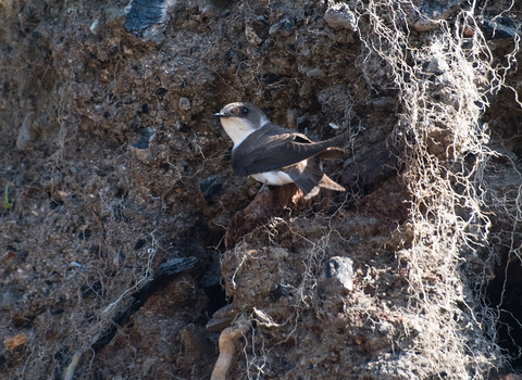 Sand Martin (c) Bob Coyle