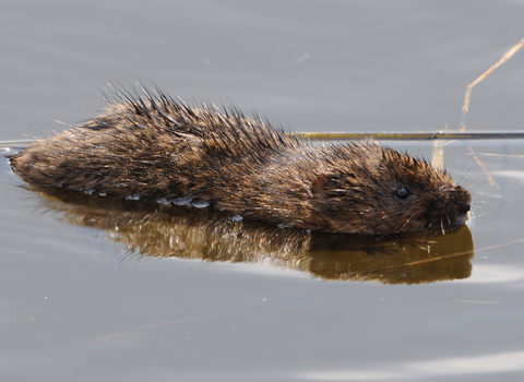 Water Vole (c) Amy Lewis