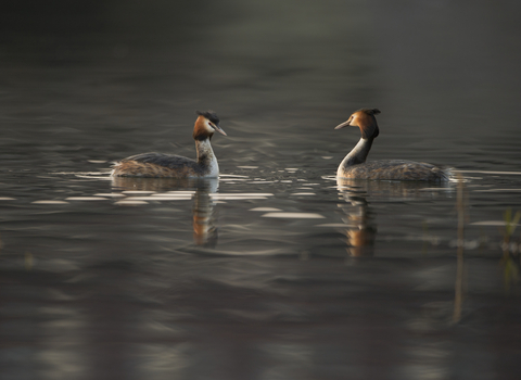 Courting Grebes (c) Andrew Parkinson/2020VISION