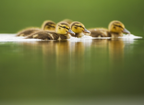 duck wildlife trust