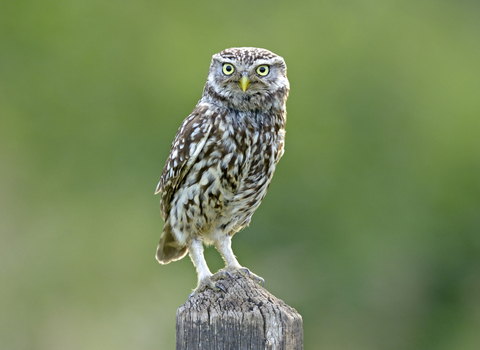 Little Owl (c) Andy Rouse/2020VISION