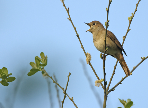 Bird sounds. Singing nightingale. Amazing bird song 