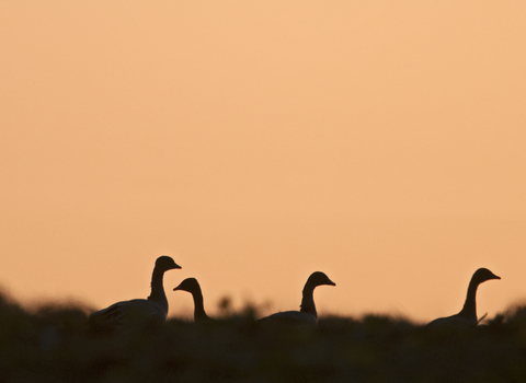 Pink footed geese The Wildlife Trusts