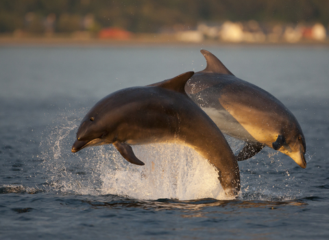 Bottlenose dolphins