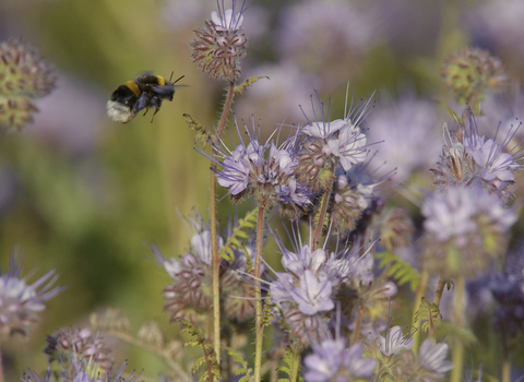 Bee nectaring on scorpion weed (c) Chris Gomersall/2020VISION