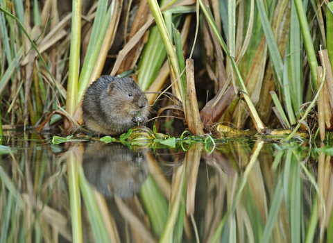 Water vole