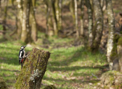 Great Spotted woodpecker (C) 