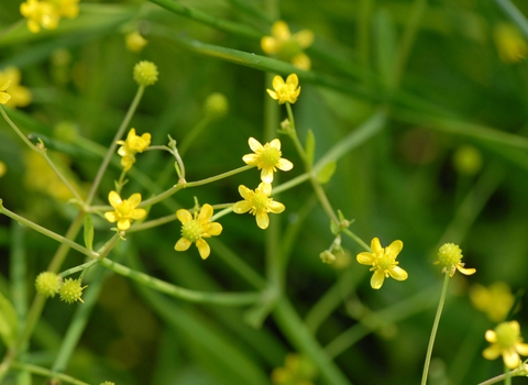 Badgeworth buttercup, Gloucestershire Wildlife Trusts