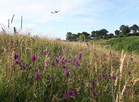 Meadow with purple flowers at Gatwick with plane flying in the background, Biodiversity Benchmark, The Wildlife Trusts
