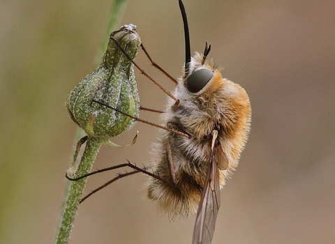 Heath bee fly on a Viridor Biodiversity Benchmark site