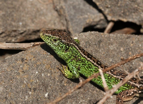 Sand lizard