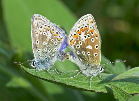Common blue butterfly mating the wildlife trusts