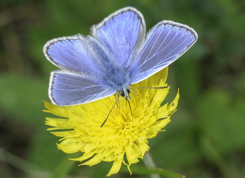Blue butterfly on yellow flower the wildlife trusts
