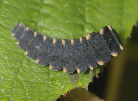 Glow-worm larva on leaf, The Wildlife Trusts