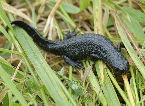 Great crested newt in the grass, The Wildlife Trusts