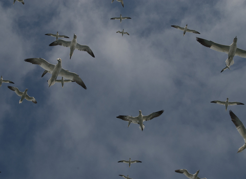 Gannets flying, view from below, The Wildlife Trusts