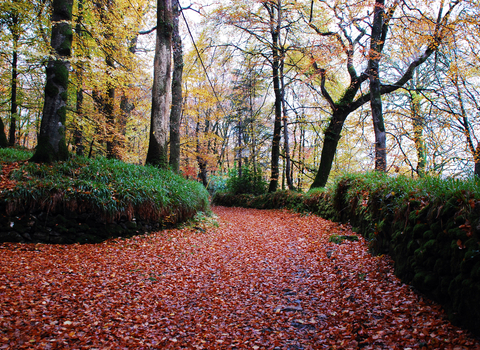 Woodland in autumn with the path covered in fallen red leaves, the Wildlife Trusts
