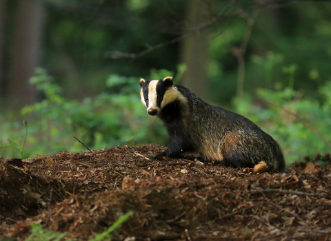 Badger in woods the wildlife trusts