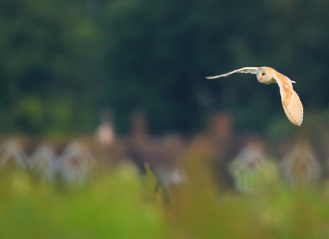 Barn owl flying near houses, The Wildlife Trusts