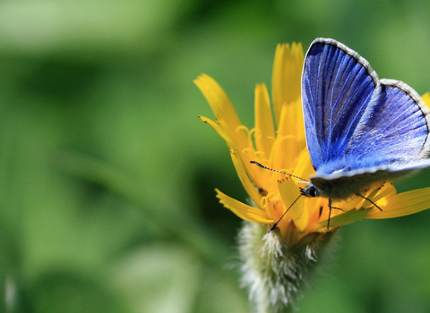 Blue butterfly on yellow flower the wildlife trusts